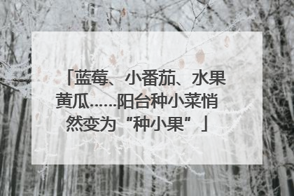 蓝莓、小番茄、水果黄瓜……阳台种小菜悄然变为“种小果”