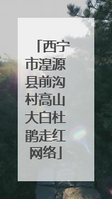 西宁市湟源县前沟村高山大白杜鹃走红网络