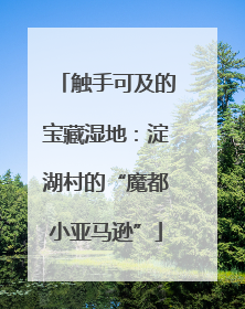 触手可及的宝藏湿地：淀湖村的“魔都小亚马逊”