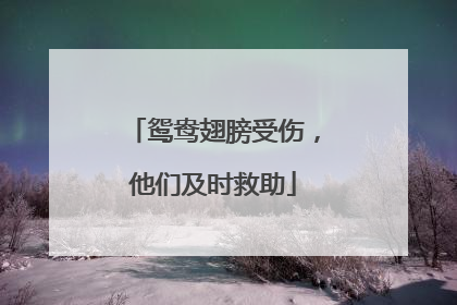 鸳鸯翅膀受伤，他们及时救助