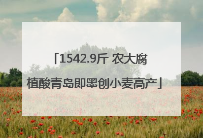 1542.9斤 农大腐植酸青岛即墨创小麦高产